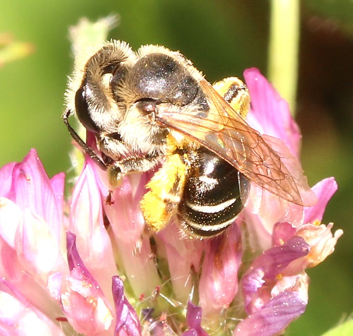 Andrena ovatula-Gruppe Weibchen